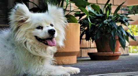 Maltese Pomeranian Mix: Maltipom Facts, Traits & More.